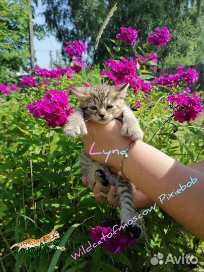 Пиксибоб котята рысята