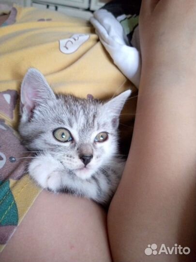 Кошка в дар