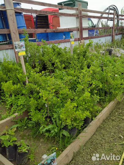 Саженцы плодово - ягодных и декоративных культур