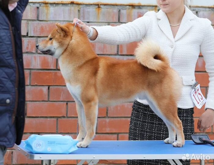 Вязка сиба ину