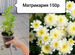 Матрикария (ромашка бордюрная) купить в Магнитогорске | Товары для дома ...