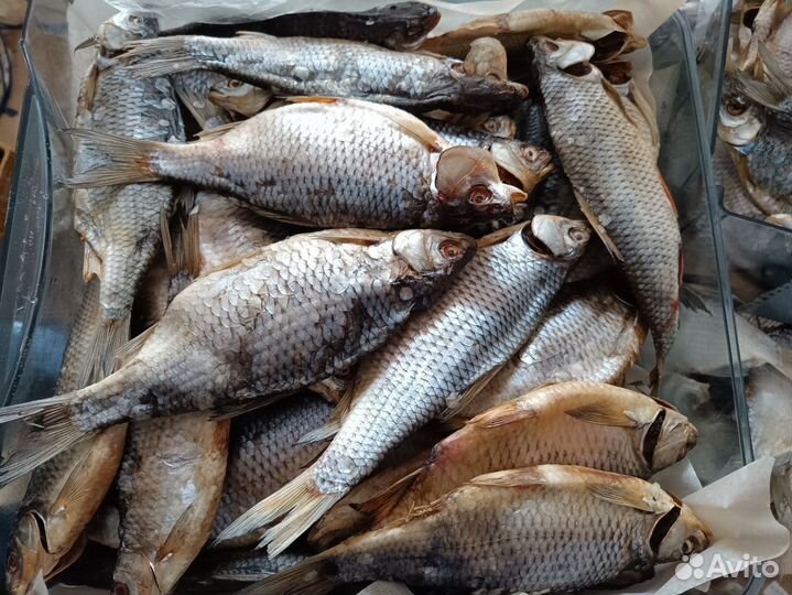 Малосол хк Taрань, Рыбец, Жерех, Толстолоб, Лещ и