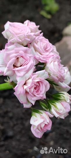 Пеларгония Букет Невесты