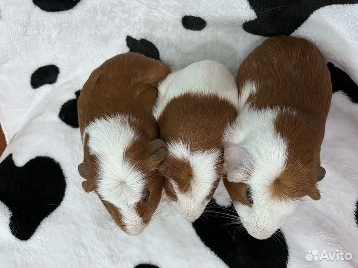 Морские свинки коестед цветной мальчики