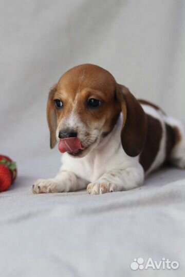 Мини таксы окрас пайболд