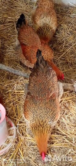 Инкубационное яйцо цыплята