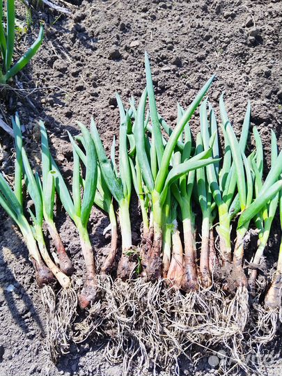 Рассада лука многолетнего