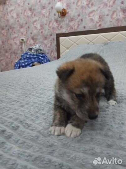 Щенки метисы немецкой овчарки