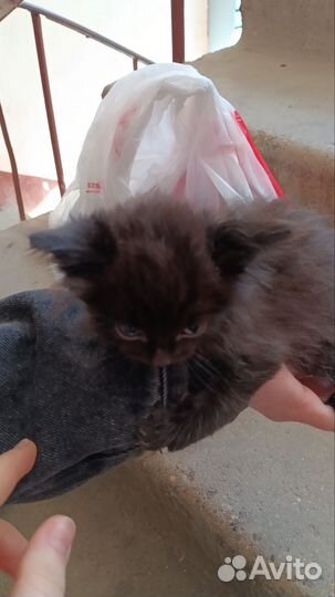Котëнок в добрые руки