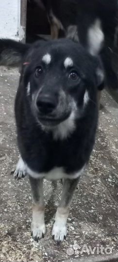 Очень добрая и ласковая собака