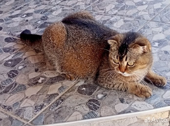 Котята мальчики