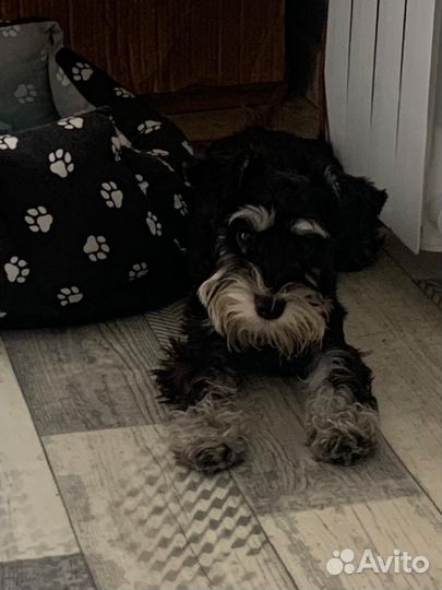 Цвергшнауцер