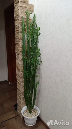 Комнатные растения цветы