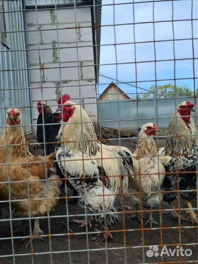 Яйца кур брама