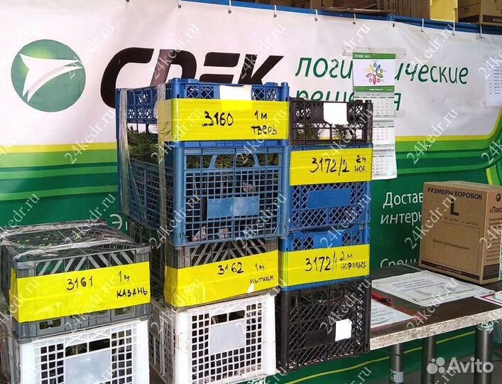 Сибирский кедр. Саженцы