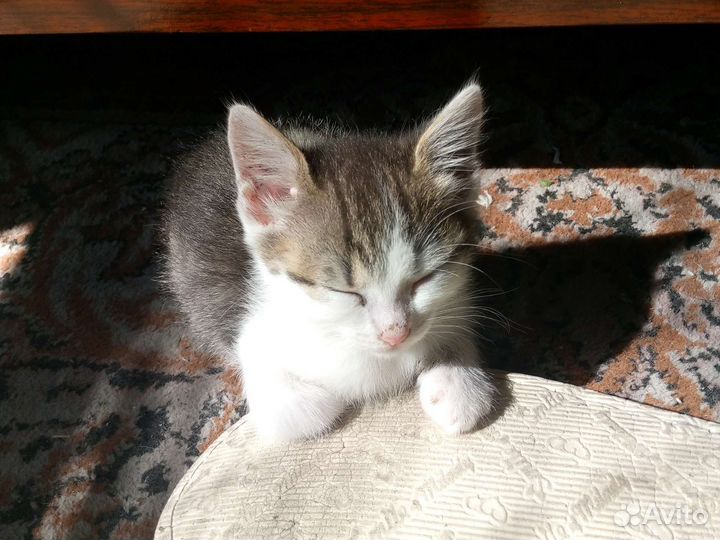 Котята в добрые руки бесплатно