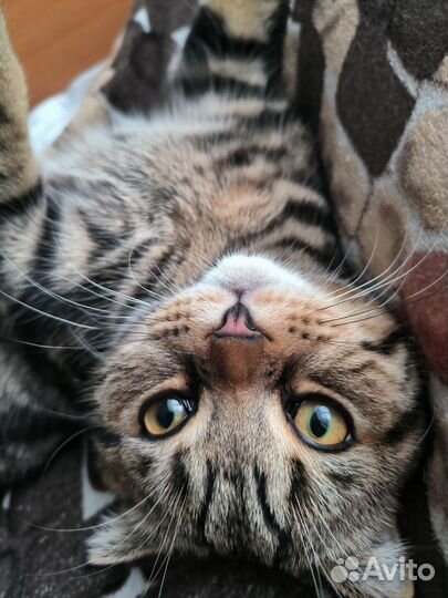 Шотландский кот вислоухий