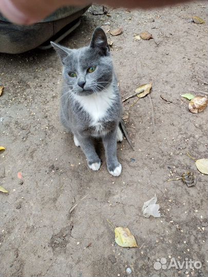 Котенок мальчик