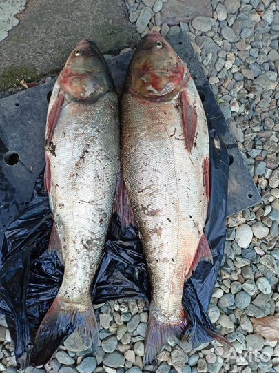 Технопланктон