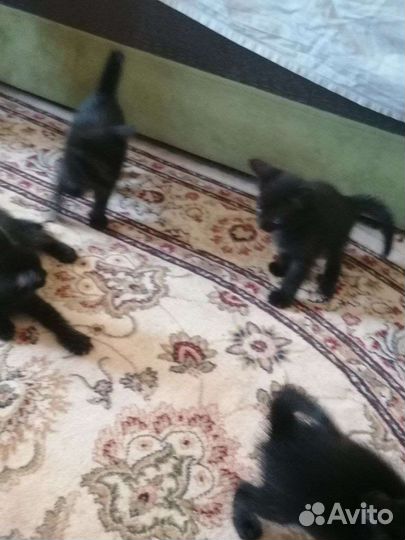 Кошка