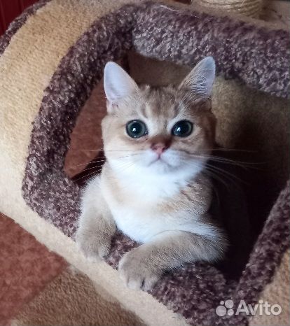 Золотой британец котик