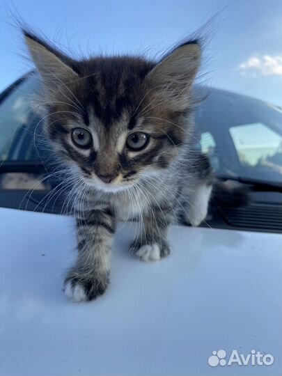 Котята мальчики