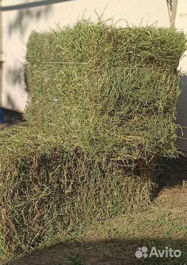 Сено в квадратных тюках