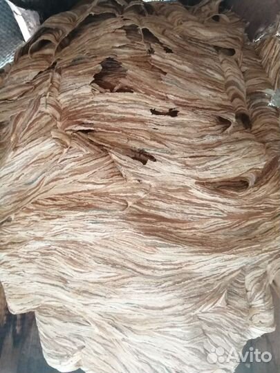 Гнездо шершней