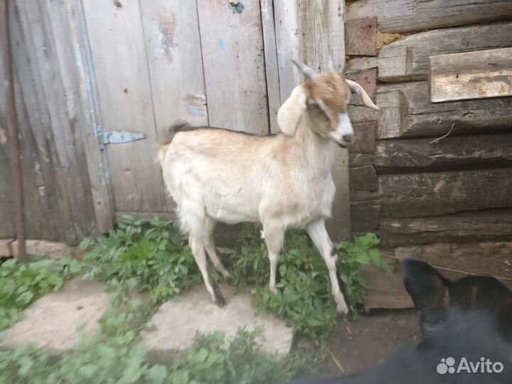 Дойные козы