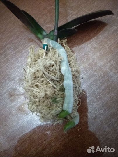 Орхидея фаленопсис Тинкербель детка