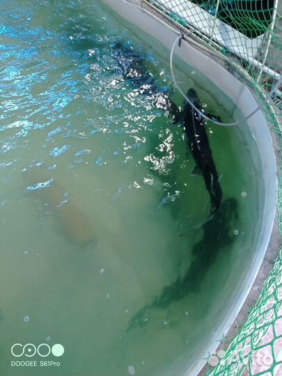 Маточное стадо бестера