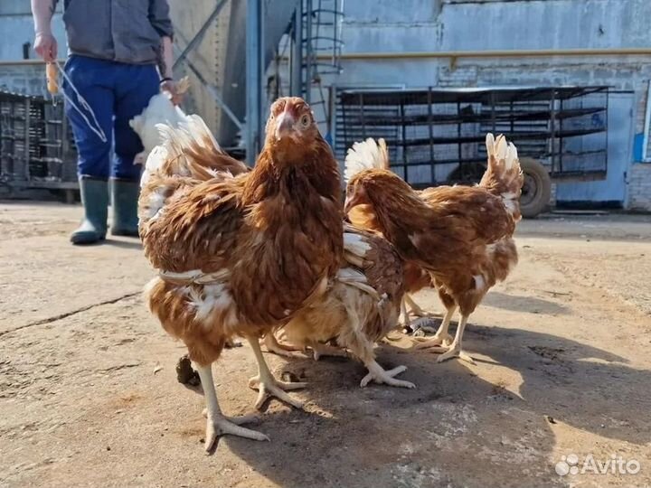 Куры несушки яичной породы