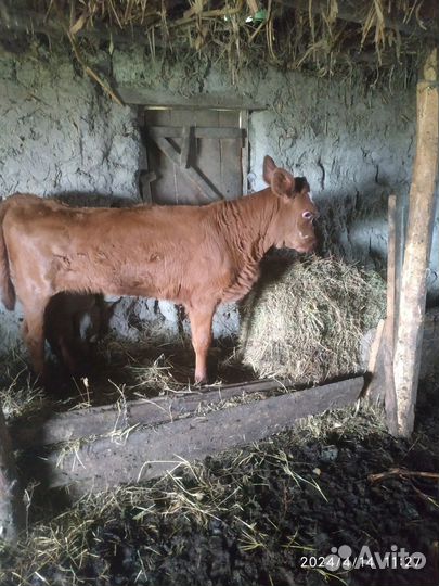 Корова дойная с теленком