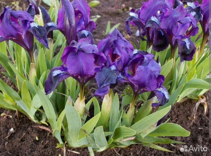 Ирисы карликовые