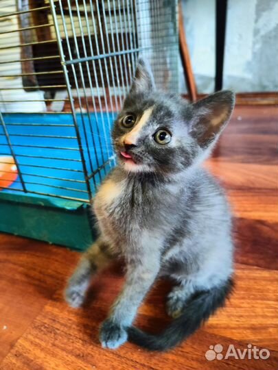 Котенок серый в хорошие руки