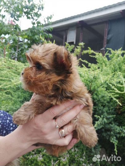 Йоркширский терьер