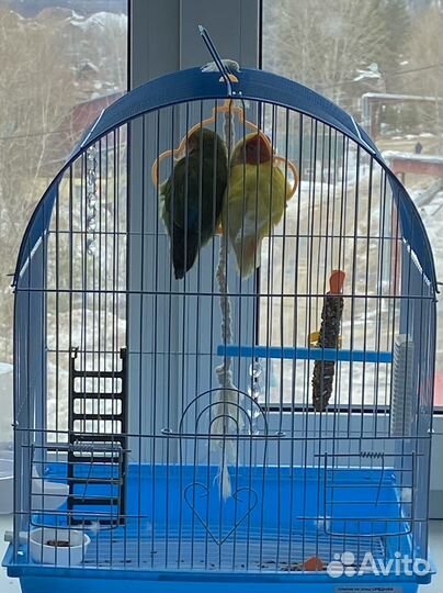 Продажа попугаев неразлучников