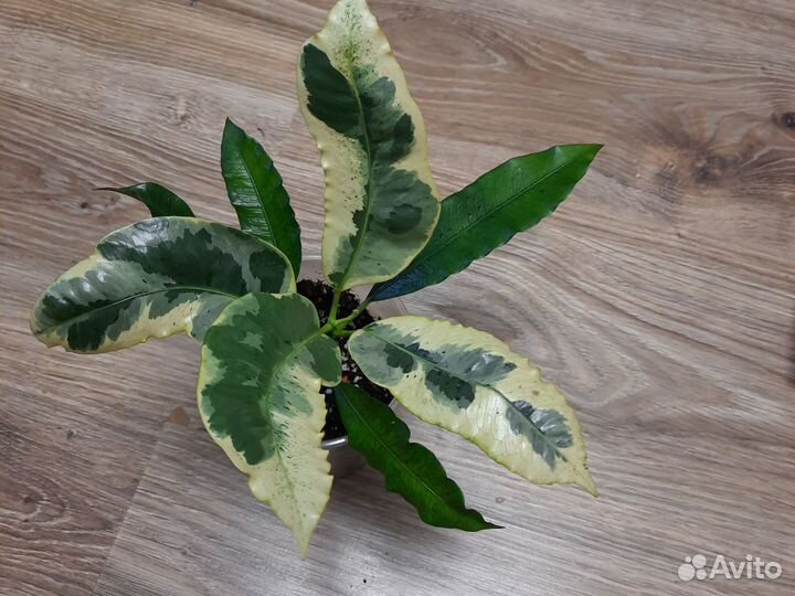 Кротон Тамара