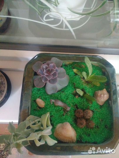 Горшки для цветов и растения