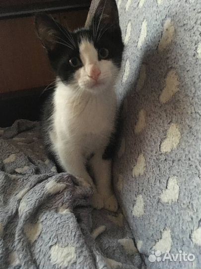 Отдаю котенка в добрые руки