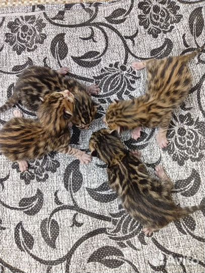 Бенгальская