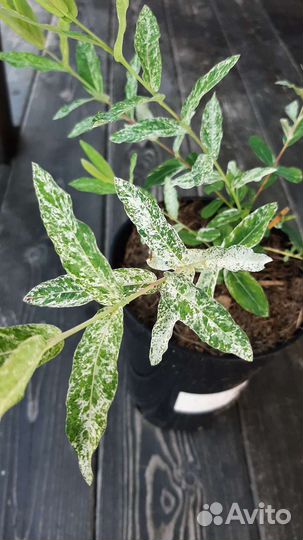 Японская Ива цельнолистная Хакура Нишики