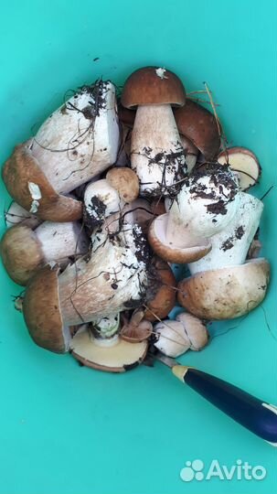 Замороженный белый гриб и лисички