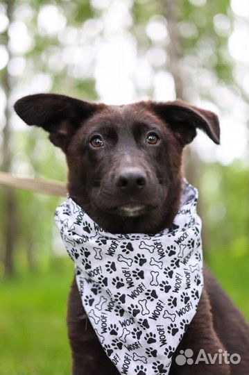 Очаровательный щенок мечтает о доме