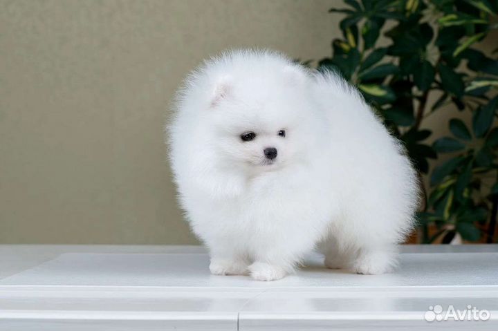 Померанский шпиц