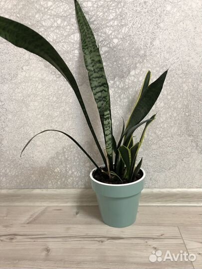 Сансевиерия, тещин язык