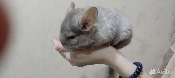 Шиншилла