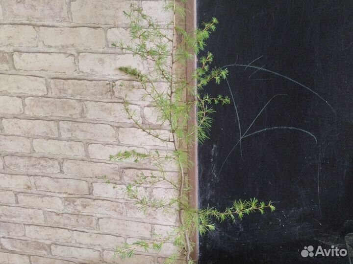 Саженец лиственницы 80 см