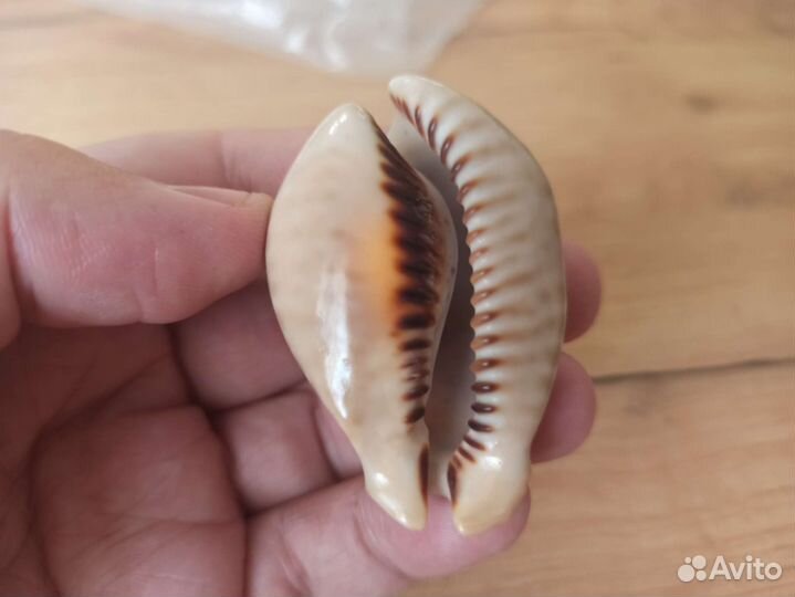 Морская раковина