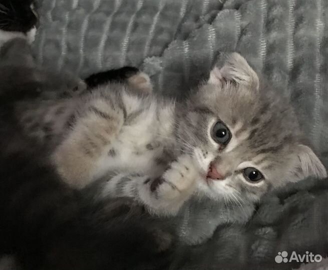 Котята в добрые руки бесплатно